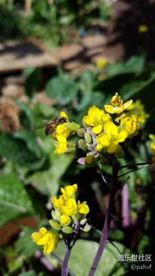 新年，蜜蜂也開始辛勤工作
