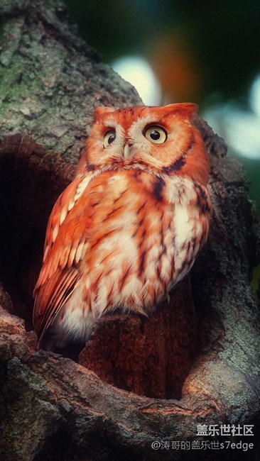 估計(jì)中旬又跳票了，我真的！