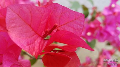 春天來啦！小七留住你的美！