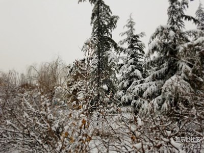 春天到了，樹上白了