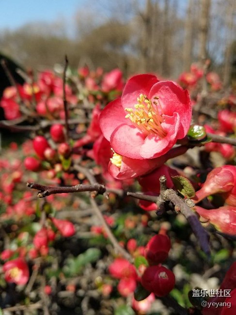 今天在公園里面隨便拍些照片，分享一下。