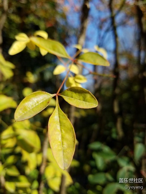 今天在公園里面隨便拍些照片，分享一下。