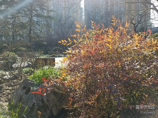 今天在公園里面隨便拍些照片，分享一下。