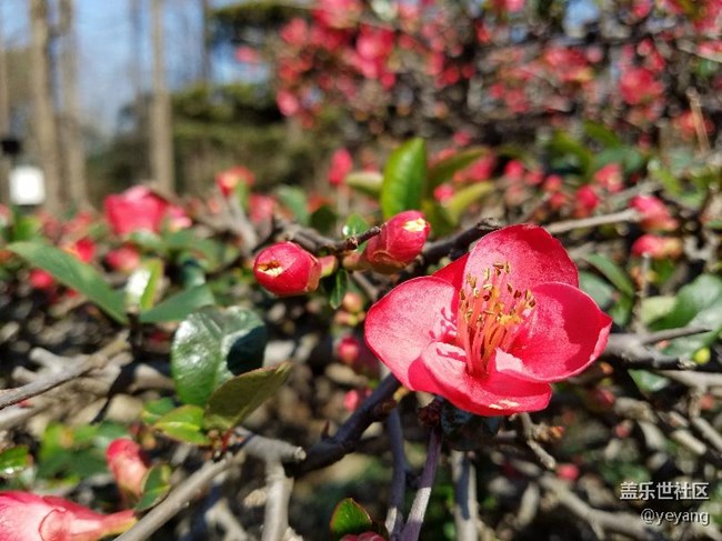 今天在公園里面隨便拍些照片，分享一下。