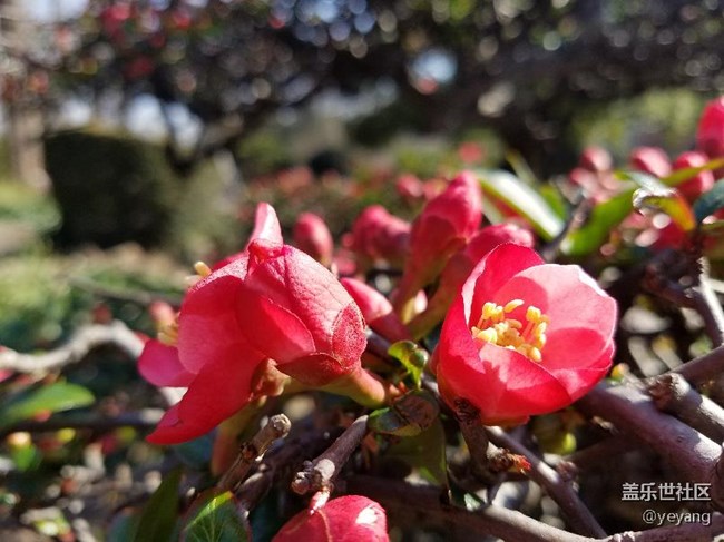 今天在公園里面隨便拍些照片，分享一下。