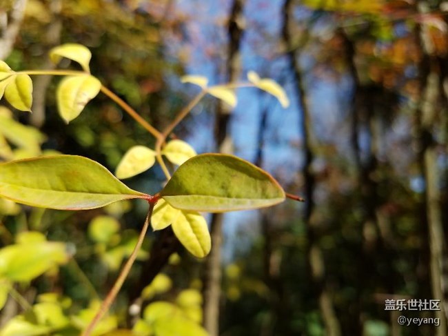 今天在公園里面隨便拍些照片，分享一下。