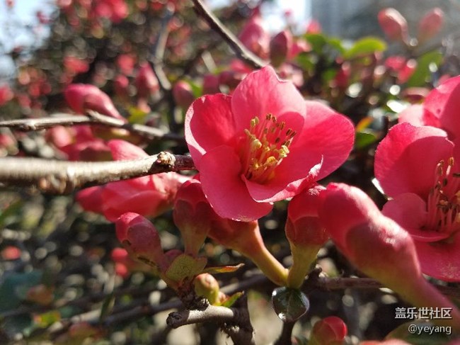 今天在公園里面隨便拍些照片，分享一下。