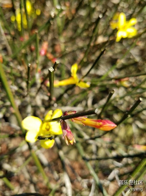 今天在公園里面隨便拍些照片，分享一下。
