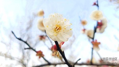 百花爭(zhēng)春