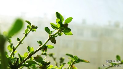 [已開獎] 三星蓋樂世社區(qū)拍吧周賽第24期——窗外