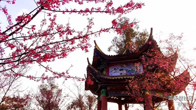 窗外+溫州+爛漫櫻花