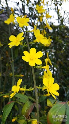 窗外+綿陽市+報春第一枝