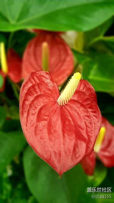 一款好用的圖片修改器，能大概有單反的虛化效果。