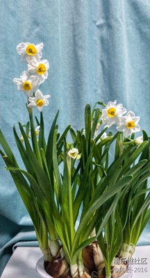 ［杭州星部落］素雅之期，水仙花開