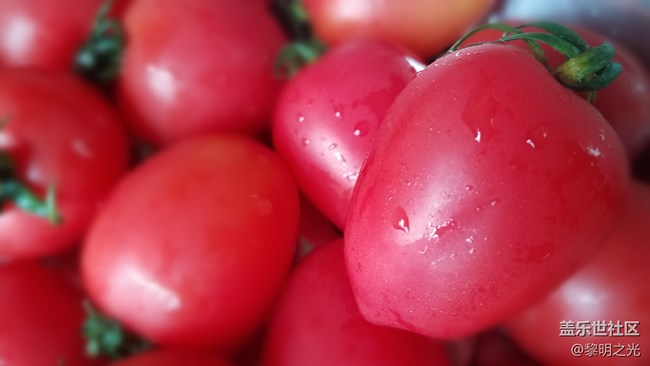 圣女果 微距拍攝