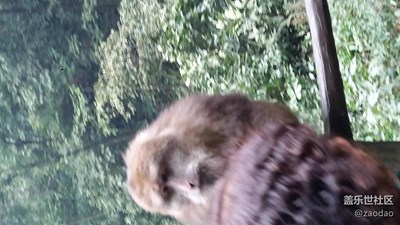 三星A拍 峨眉山的獼猴