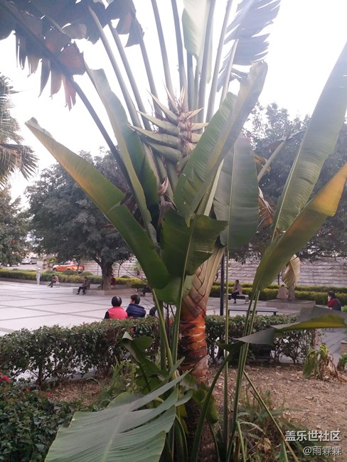 認(rèn)識(shí)這種植物嗎？