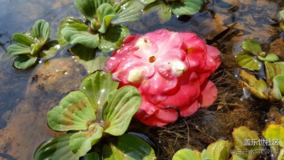 三星蓋樂世社區(qū)拍吧周賽第25期——春來了