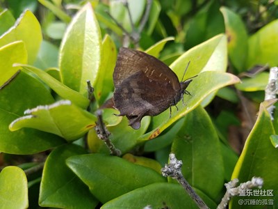 枯葉蝶？！