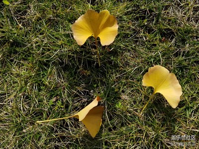 沒(méi)事發(fā)發(fā)圖片