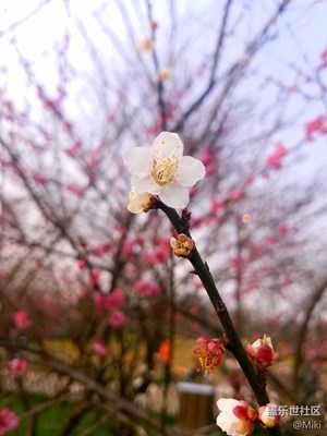 春來(lái)了+西溪濕地+春眠不覺(jué)曉