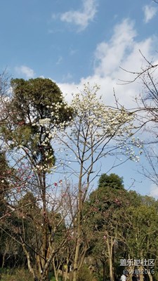 春來(lái)了+成都+花開(kāi)