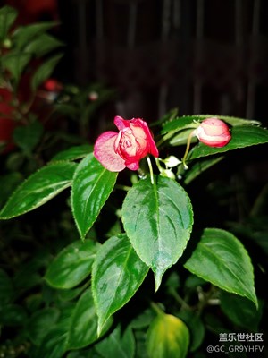 一花一世界