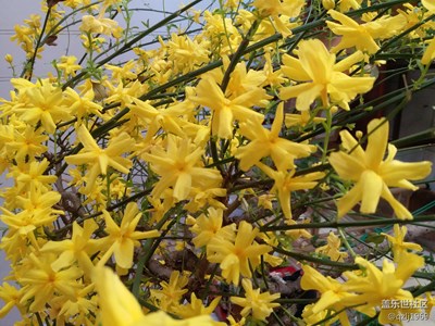 春來了+濰坊+綠意蔥蔥