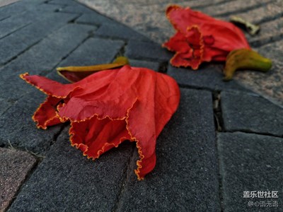 春來了+深圳+春在深圳，晴暖鵬城