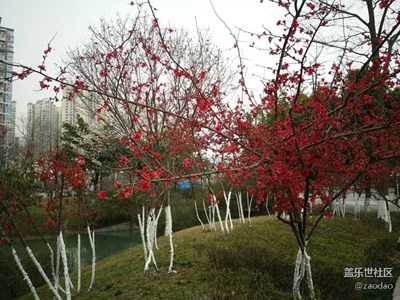 春來了+成都+公園里