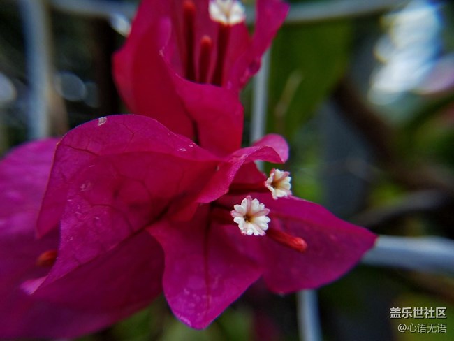 心語(yǔ)游深圳之春在深圳灣 心語(yǔ)游深圳之春在深圳灣