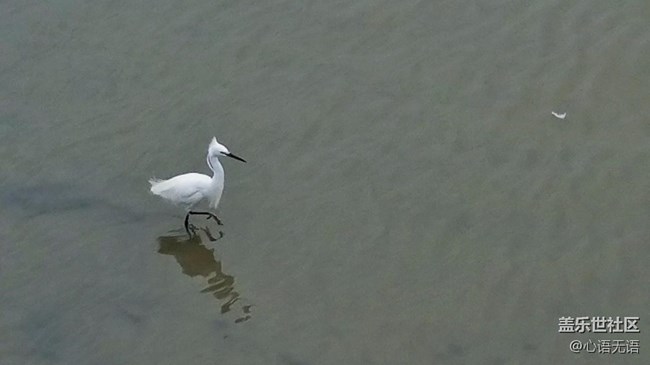 心語(yǔ)游深圳之春在深圳灣 心語(yǔ)游深圳之春在深圳灣