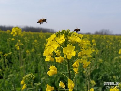 又到油菜花開時，隨拍
