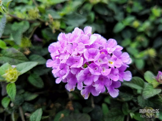 心語(yǔ)游深圳之春在深圳灣 心語(yǔ)游深圳之春在深圳灣