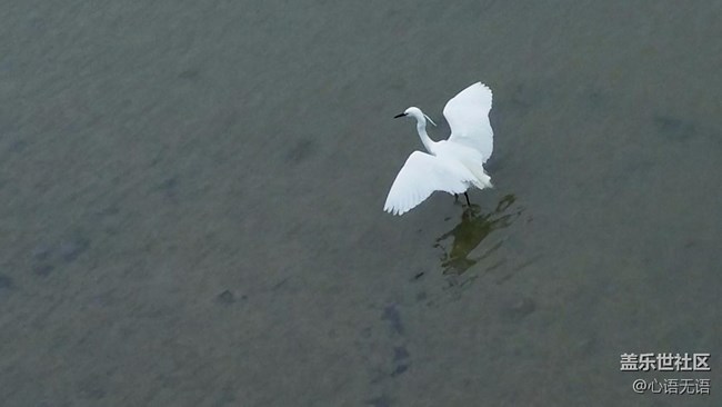 心語(yǔ)游深圳之春在深圳灣 心語(yǔ)游深圳之春在深圳灣