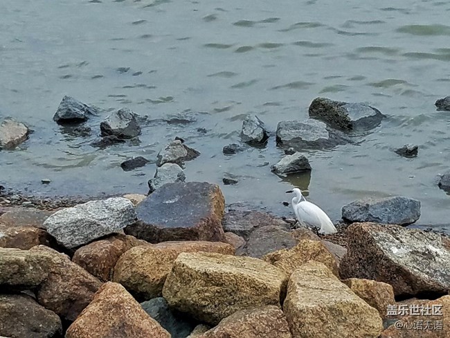 心語(yǔ)游深圳之春在深圳灣 心語(yǔ)游深圳之春在深圳灣