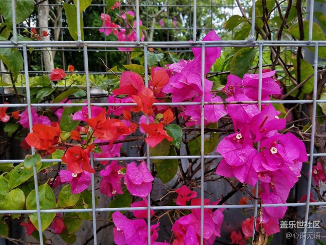 心語(yǔ)游深圳之春在深圳灣 心語(yǔ)游深圳之春在深圳灣