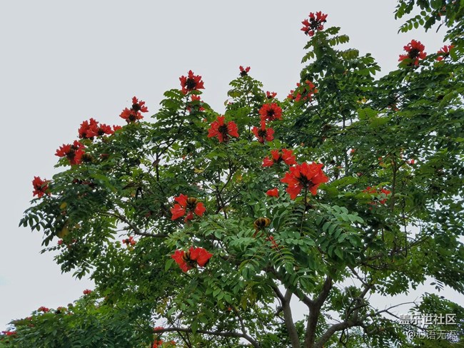 心語(yǔ)游深圳之春在深圳灣 心語(yǔ)游深圳之春在深圳灣