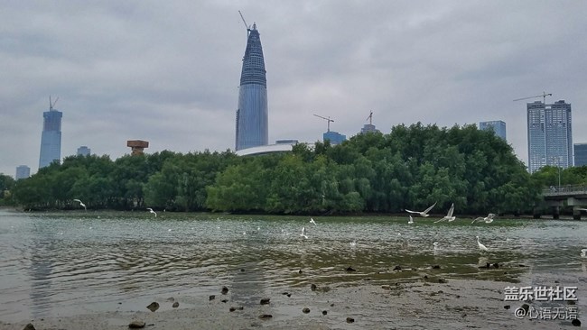 心語(yǔ)游深圳之春在深圳灣 心語(yǔ)游深圳之春在深圳灣