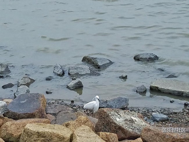 心語(yǔ)游深圳之春在深圳灣 心語(yǔ)游深圳之春在深圳灣