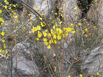 春來了+濰坊+迎春花