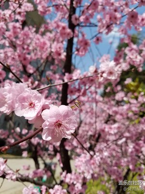 春來了武漢大學(xué)桃花開了