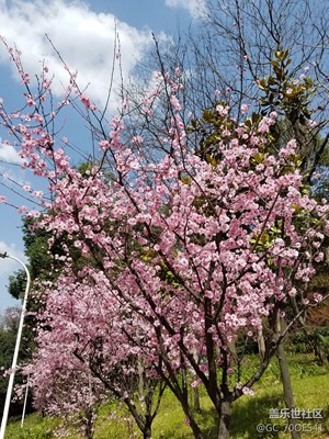 春來了+武漢+桃花朵朵