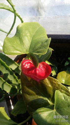 春來了，石河子，生機盎然