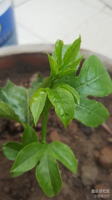 春來了+贛州+綠葉映春意