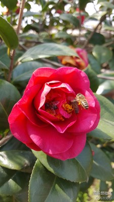 春來(lái)了+全南+花香