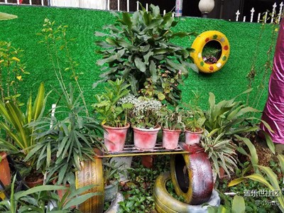 春天來了+佛山+公司門前的花園