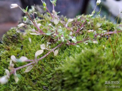 地衣、嫩芽、花蕊