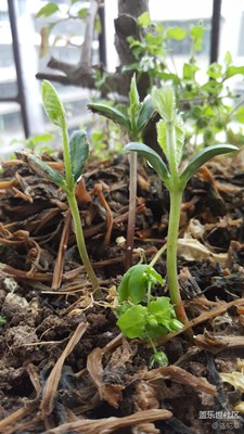 春來了+贛州+豆牙