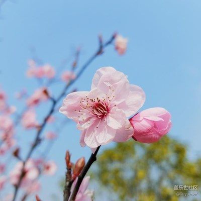 春來(lái)了·長(zhǎng)沙·桃花依舊笑春風(fēng)